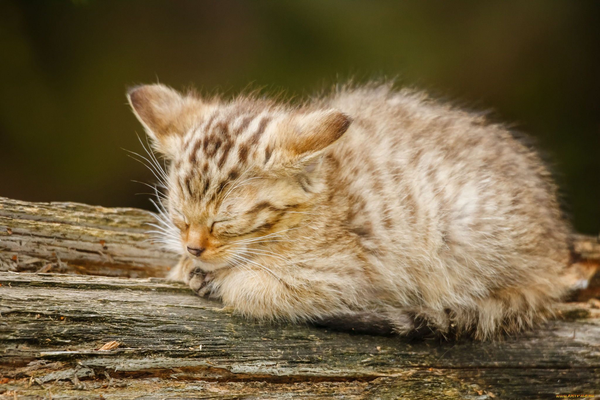Дикие кошки сон. Лесной кот. Лесной кот спящий. Амурский Лесной кот. Маленькие котята пушистые.